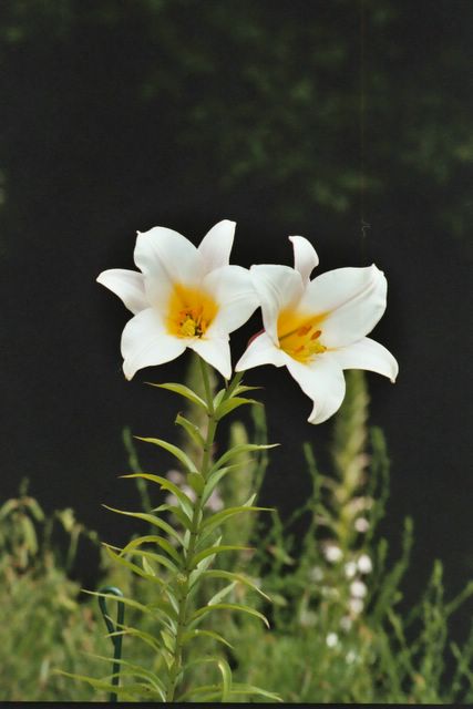 Lovely Lilies